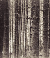 trees by Dragos Malaescu