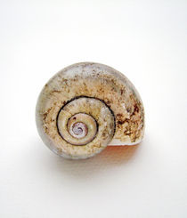 Sea Shell Spiral  by Yvonne M Remington