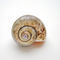 Sea-shell-spiral-1