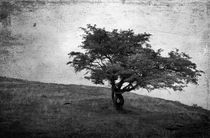 lonely tree by Dragos Malaescu