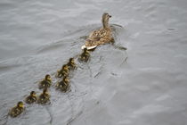 Ducks family von Assi Oz