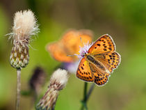 Scarce Copper Butterfly by Stefan Nielsen