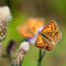 'Scarce Copper Butterfly' von Stefan Nielsen
