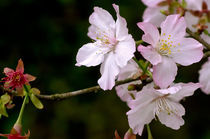 Prunus serrulata (request) von artemas