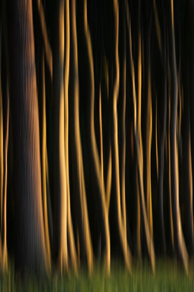 Wald-abstrakt