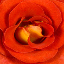 Rose der Liebe by Madison Sydney