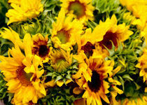 Sonnenblumen von Madison Sydney