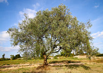 Olivenbaum #2 - Kroatien by Madison Sydney