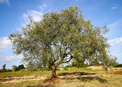 Olivenbaum-2-kroatien