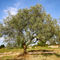 Olivenbaum-2-kroatien
