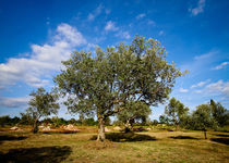 Olivenbaum #3 - Kroatien by Madison Sydney