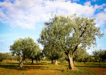 Olivenbaum #5 - Kroatien von Madison Sydney