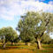 Olivenbaum-5-kroatien