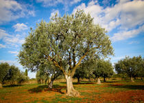 Olivenbaum #6 - Kroatien by Madison Sydney