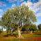 Olivenbaum-6-kroatien