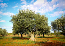 Olivenbaum #7 - Kroatien by Madison Sydney