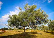 Olivenbaum #4 - Kroatien von Madison Sydney