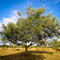 Olivenbaum-4-b-kroatien