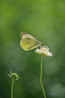 Little Butterfly  von AD DESIGN Photo + PhotoArt