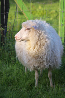 Das Schaf von AD DESIGN Photo + PhotoArt