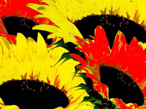 Sunny-flowers-4sonnenblumen-sunny-4-freigestellt-k-tcl-photography-4