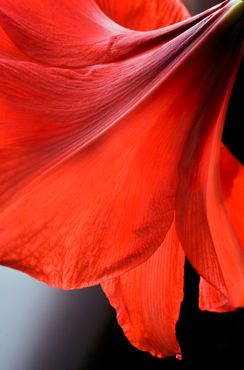Red-big-amaryllis