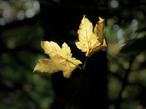 golden autumn von Franziska Rullert