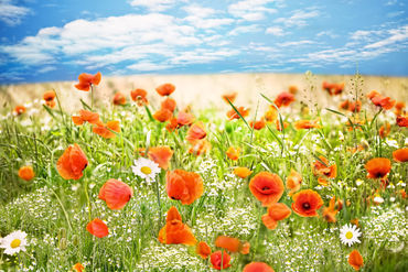 Field-of-poppies-kopie
