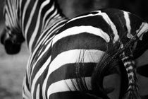 Zebra von buellom