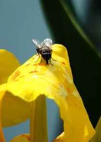 Fliege auf dem Cannablat von theresa-digitalkunst