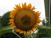 Sunflower by Kim Upton