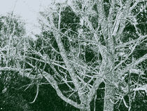 Ghost Trees von Kim Upton