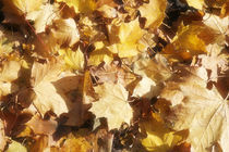 Autumn leaves von Maciej Frolow