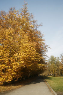 Path in autumn von Maciej Frolow