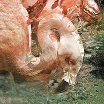 Flamingo Eye von Eye in Hand Gallery