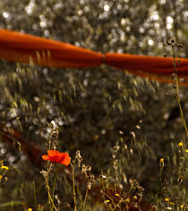 Orange Net and Flower by Casey Marvins