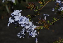 Blauer Blütenstand