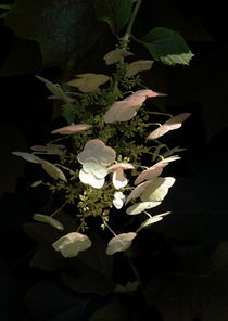 Blüten vor dunklem Hintergrund by Dieter Lange
