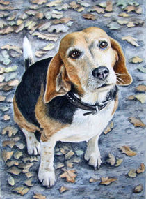 Beagle Eyes by Nicole Zeug