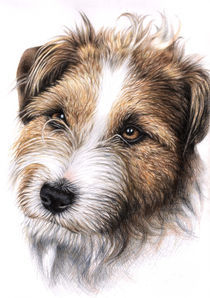 Jack Russell Terrier Portrait by Nicole Zeug