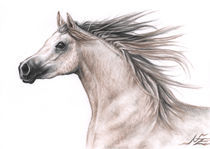 Araber Hengst - Arabian Stallion by Nicole Zeug