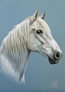 Schimmel - White Stallion by Nicole Zeug