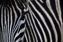 Zebra by Michael H.  Schulze
