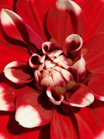 Dahlia rot und weiß von theresa-digitalkunst