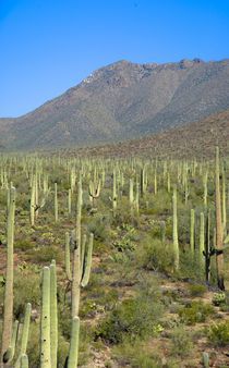 Saguaro Cacti by Simen Oestmo