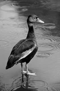 Duck von Christian Archibold