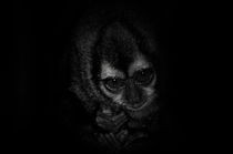 Night Monkey by Christian Archibold