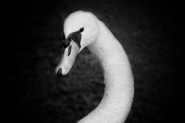 Swan-white-b-w