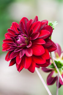 Red Dahlia by Michael Krause