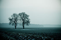 Cold Tree by Michael Krause
